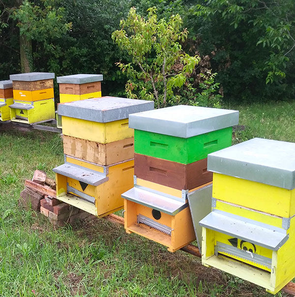 Azienda Agrituristica Biologica Citton Natalino — foto 6